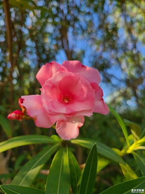 【美好遇見(jiàn)】+遇見(jiàn)花開