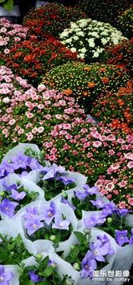 【金九銀十迎雙節(jié)】花間醉