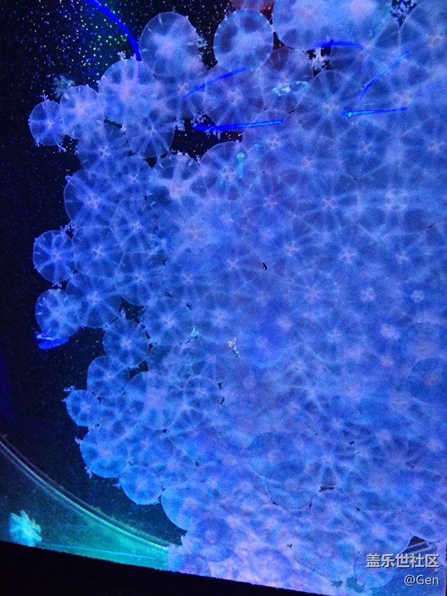 【星部落-同城主題活動-成都海洋世界-后記】用三星手機后，普通的人隨手拍到的動物們