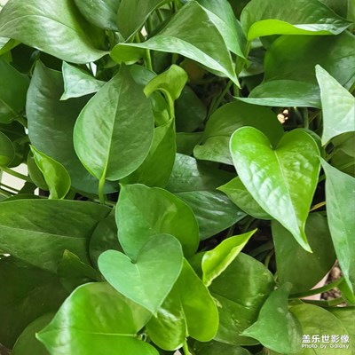 【金九銀十迎雙節(jié)】+綠色的秋天