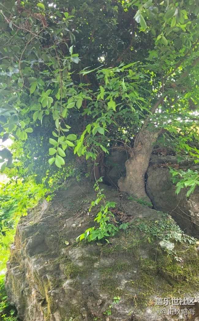 【Galaxy影像】第一期+樹