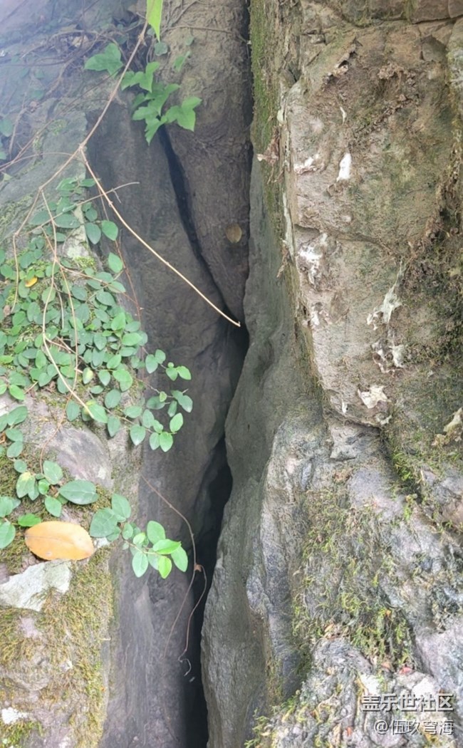 【Galaxy影像】第一期+樹