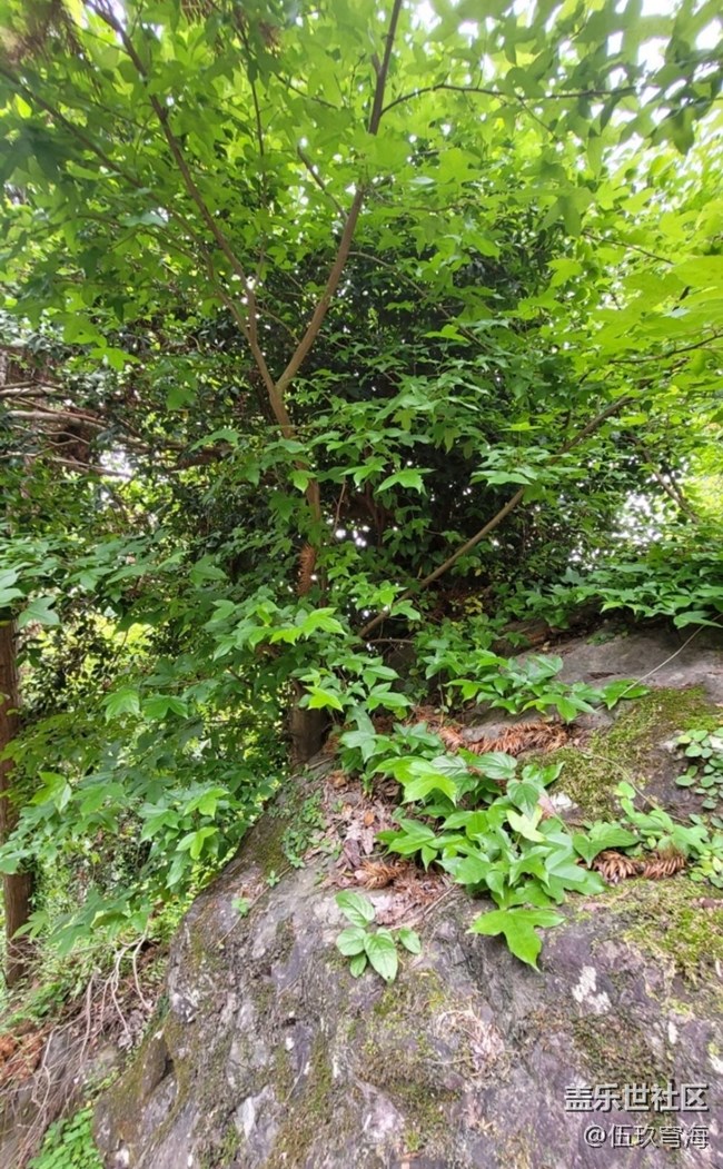 【Galaxy影像】第一期+樹