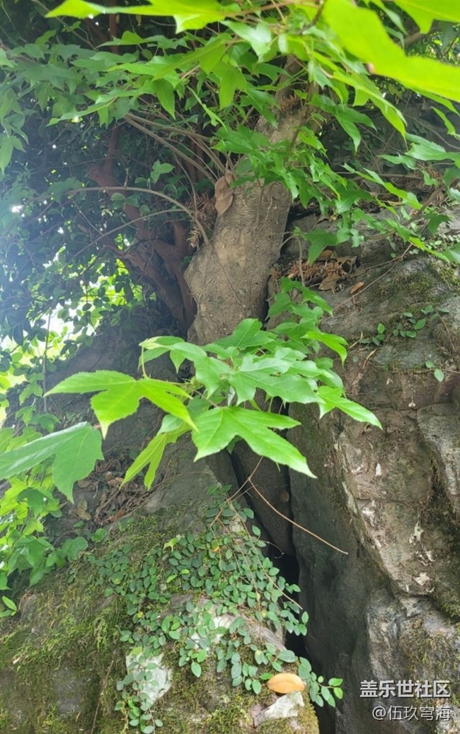 【Galaxy影像】第一期+樹