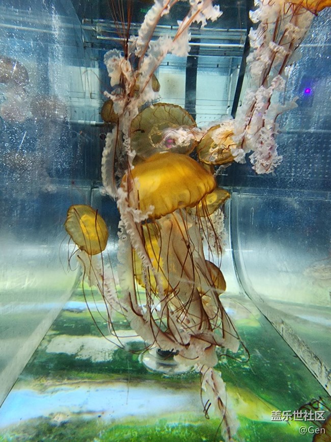 【星部落-同城主題活動-成都海洋世界-后記】用三星手機后，普通的人隨手拍到的動物們