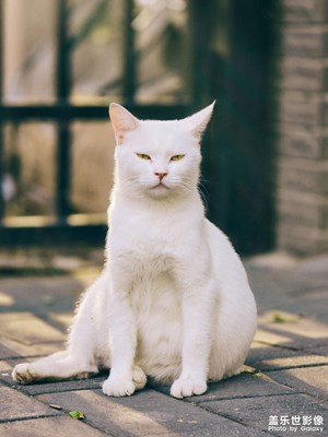 【美好遇見】+小白