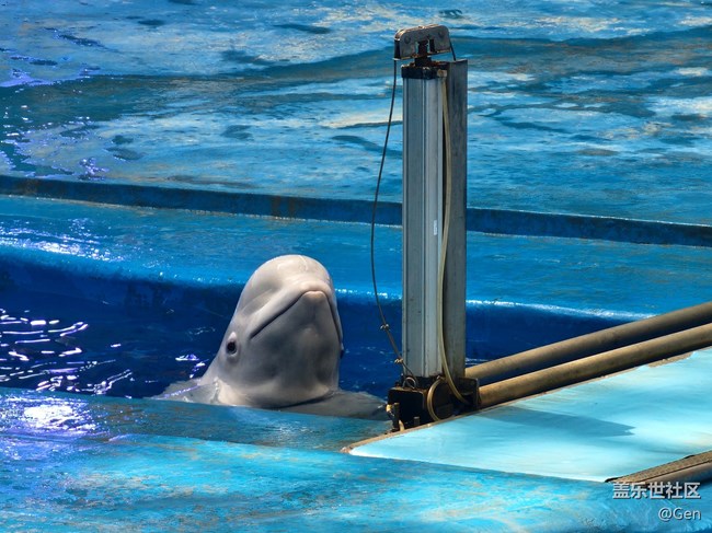 【星部落-同城主題活動-成都海洋世界-后記】用三星手機后，普通的人隨手拍到的動物們