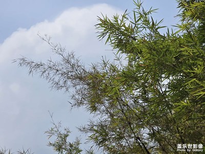 【美好遇見】+青蔥翠綠