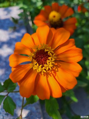 【美好遇見】+花朵盛開