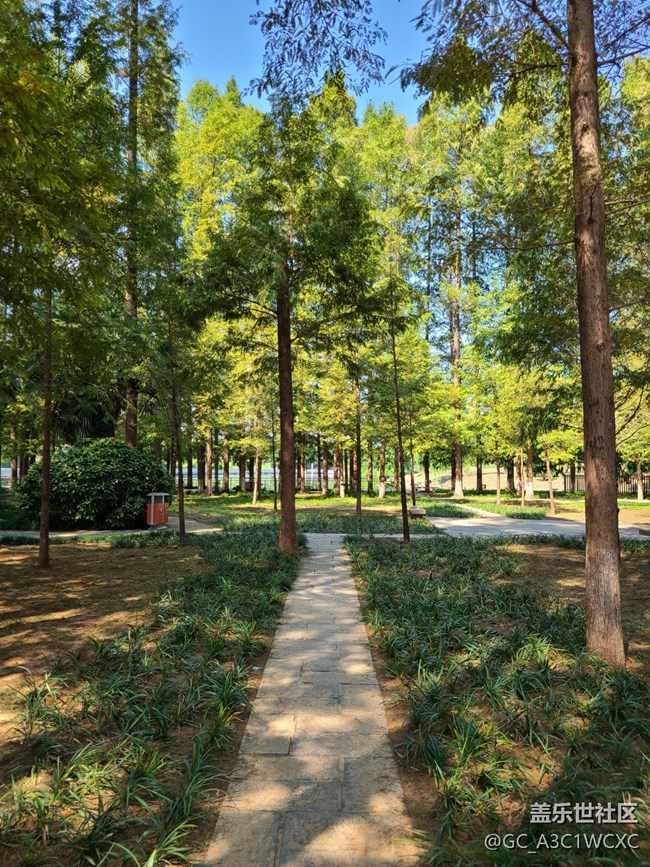 #遠近皆宜——樹林