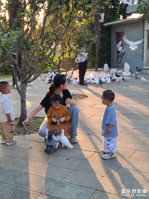 【美好遇見】廣場上的鴿子