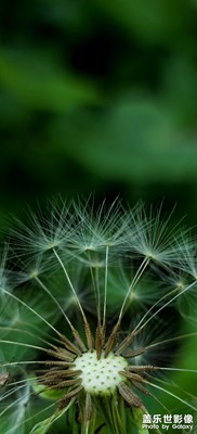 【三星手機微距攝影分享】