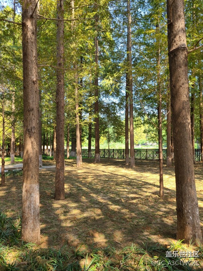 #遠近皆宜——樹林