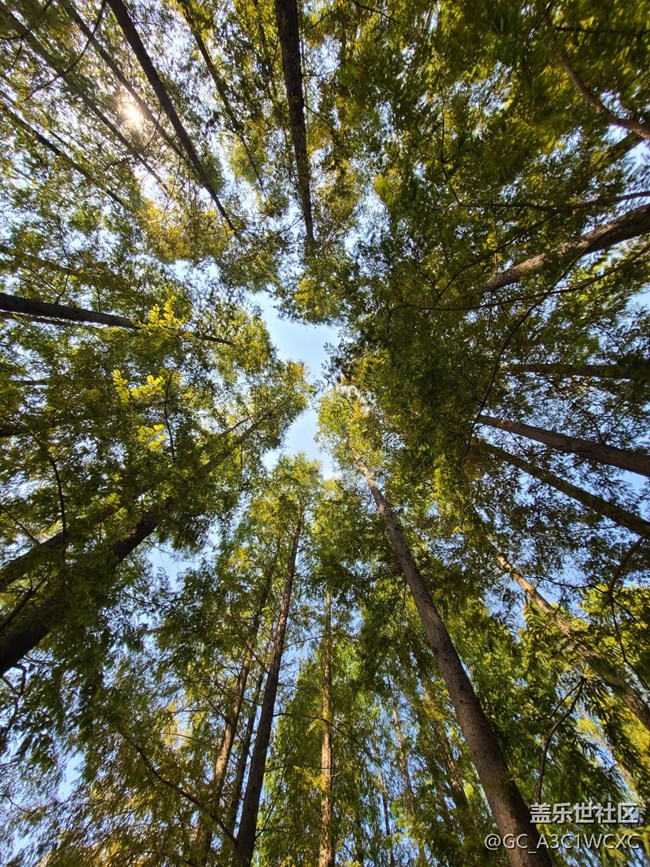 #遠近皆宜——樹林