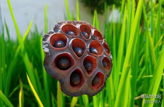 【金色秋天】萬(wàn)物可愛(ài)