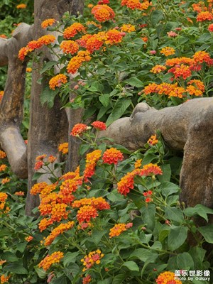 【美好遇見】+遲來的秋色