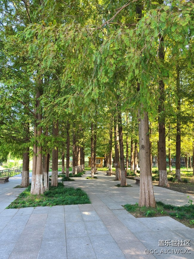 #遠近皆宜——樹林