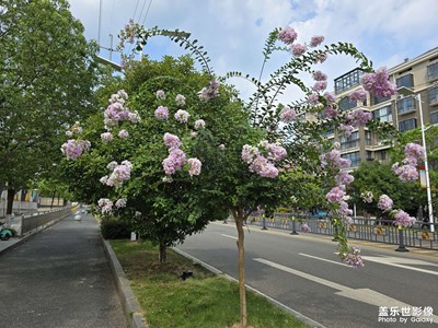 隨手拍