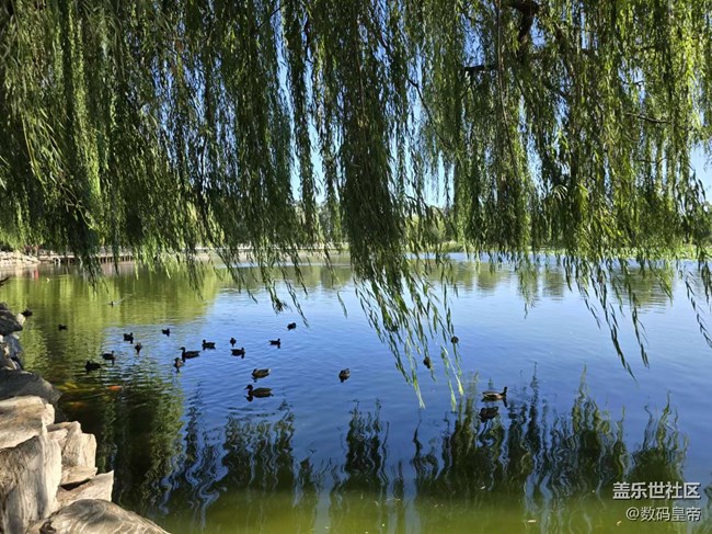 【影像映團(tuán)圓】垂柳依依荷葉茂盛