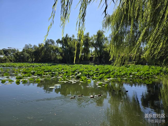 【影像映團(tuán)圓】垂柳依依荷葉茂盛