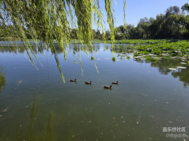 【影像映團(tuán)圓】垂柳依依荷葉茂盛