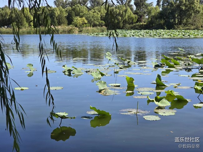 【影像映團(tuán)圓】垂柳依依荷葉茂盛