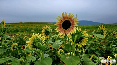 向日葵艷映日輝??
稻田碧綠展翠微??