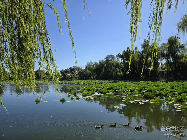 【影像映團(tuán)圓】垂柳依依荷葉茂盛