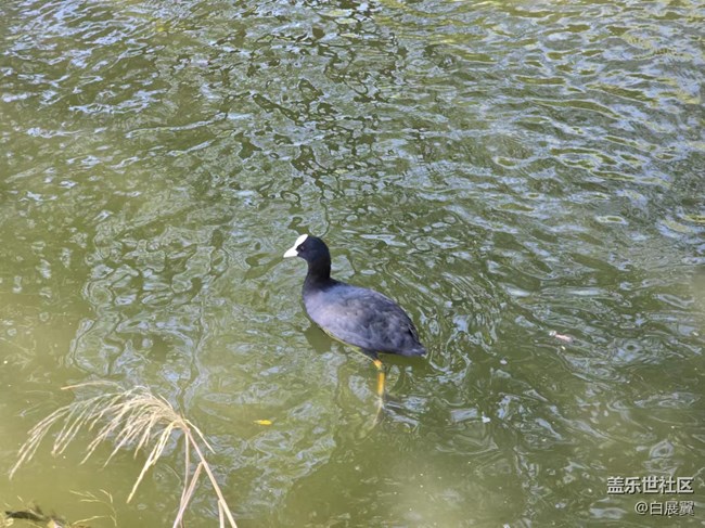 【影像映團(tuán)圓】白嘴鳥與錦鯉