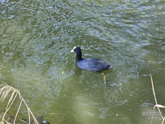 【影像映團(tuán)圓】白嘴鳥與錦鯉