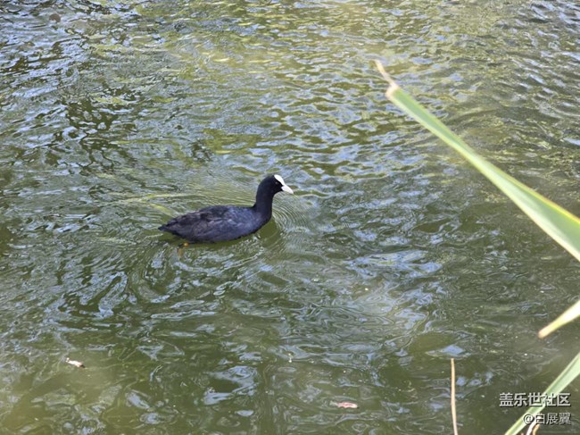【影像映團(tuán)圓】白嘴鳥與錦鯉