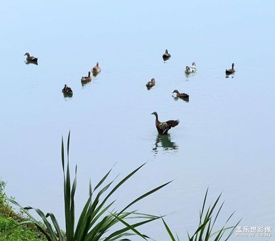 【永恒瞬間】小鴨戲水