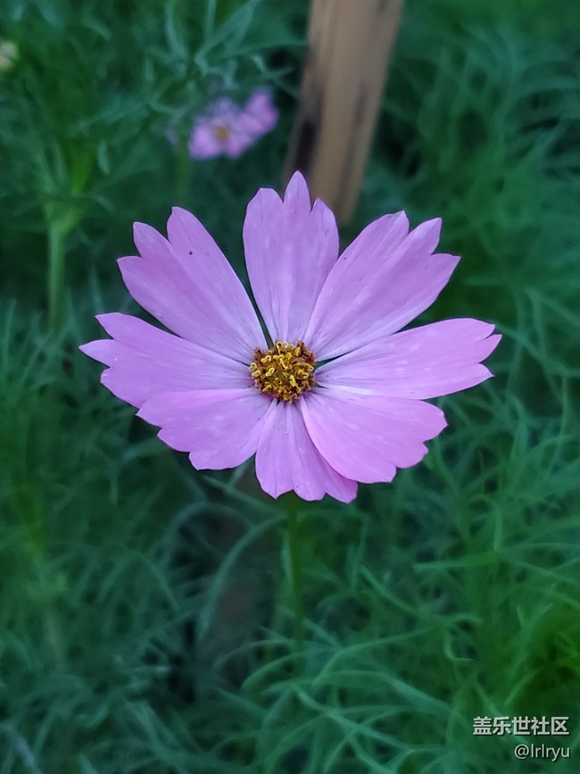 【Galaxy影像】第一期+花開遍野