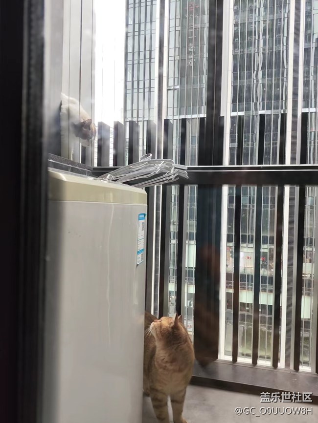 【中秋限定】偷偷擼了鄰居家的貓