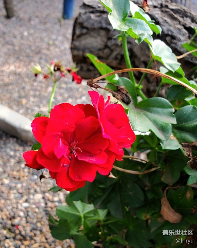 【Galaxy影像】第一期+花開遍野