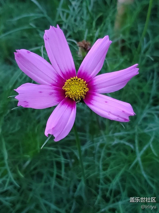 【Galaxy影像】第一期+花開遍野