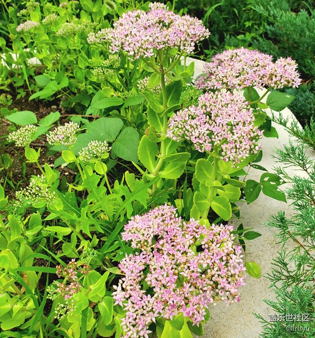 【Galaxy影像】第一期+花開遍野