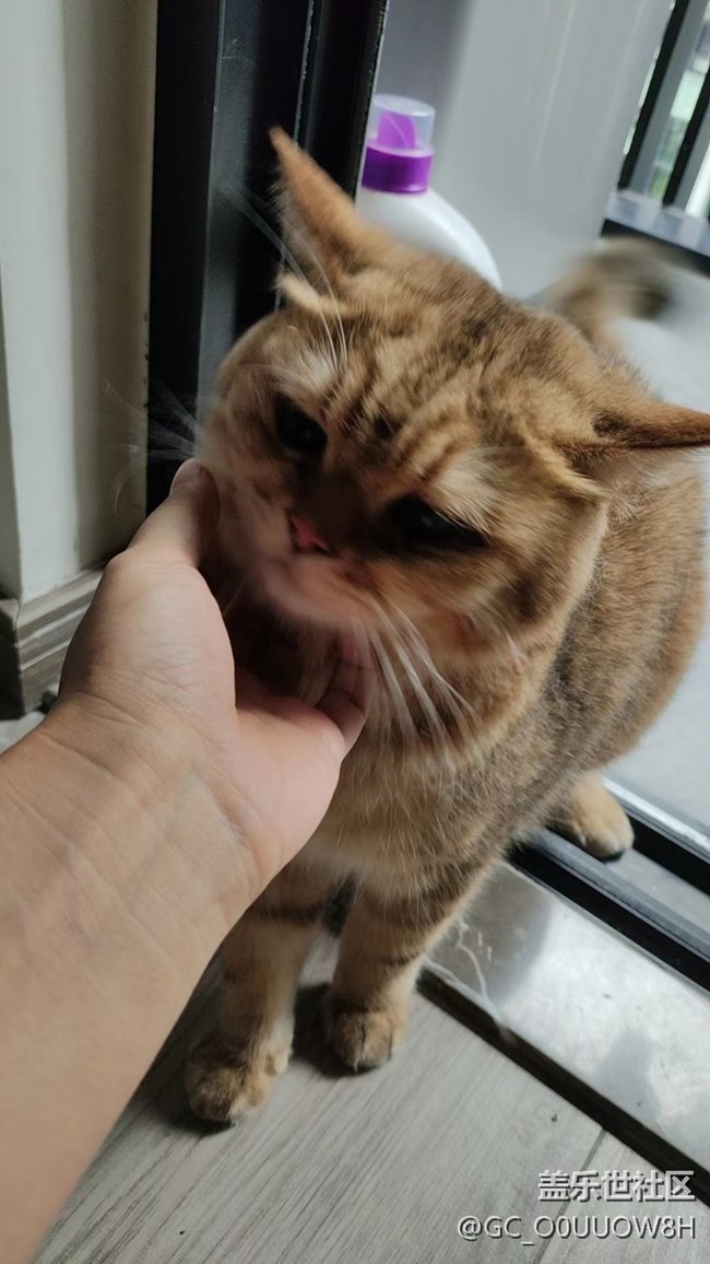 【中秋限定】偷偷擼了鄰居家的貓