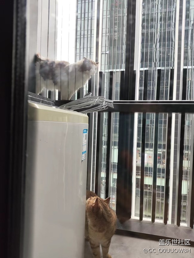 【中秋限定】偷偷擼了鄰居家的貓