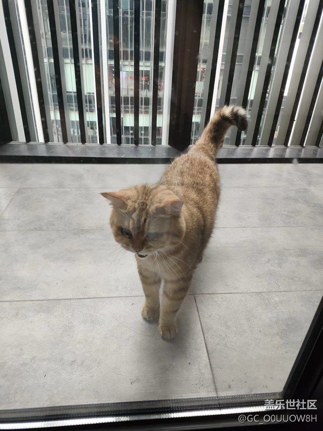 【中秋限定】偷偷擼了鄰居家的貓