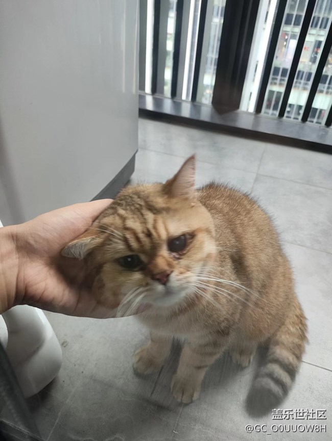 【中秋限定】偷偷擼了鄰居家的貓