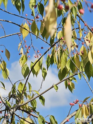 【永恒瞬間】+花枝招展