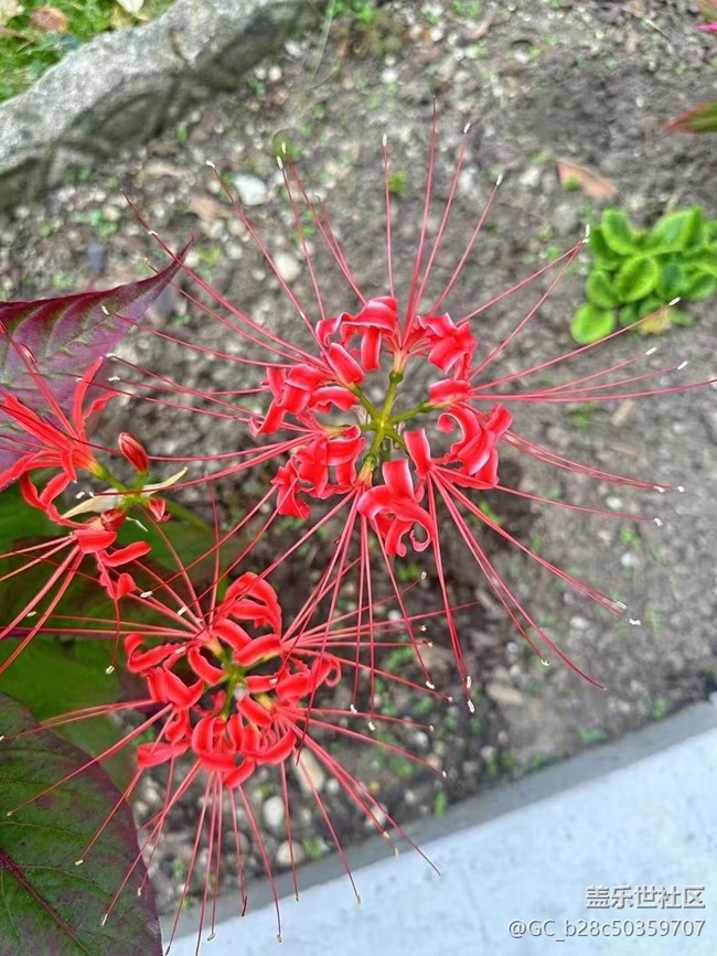 【一起來(lái)打卡秋天】彼岸花
