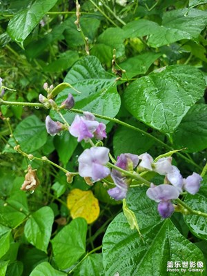 【金九銀十迎雙節(jié)】雨天拍花