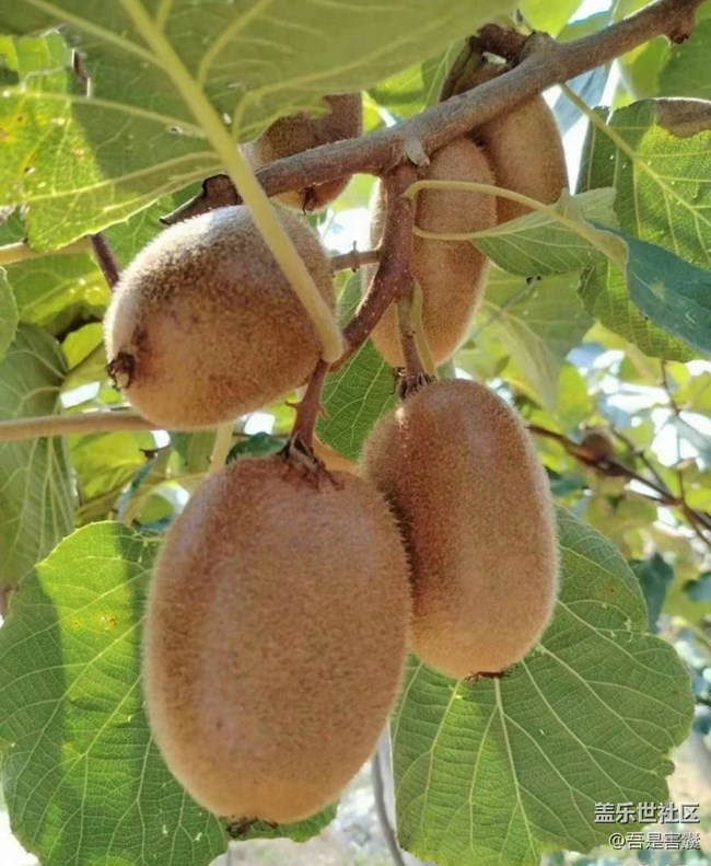 【金色秋天】成熟獼猴桃