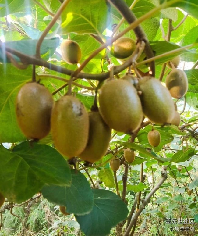 【金色秋天】成熟獼猴桃