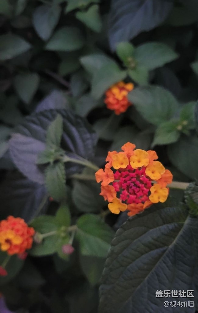 【三星超視覺夜拍】夜遇五色梅