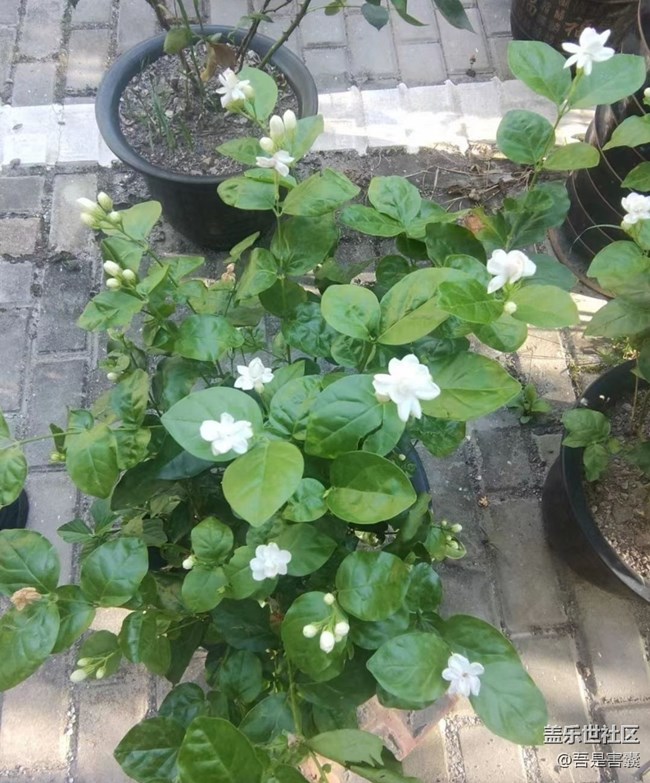 【中秋限定】小花園