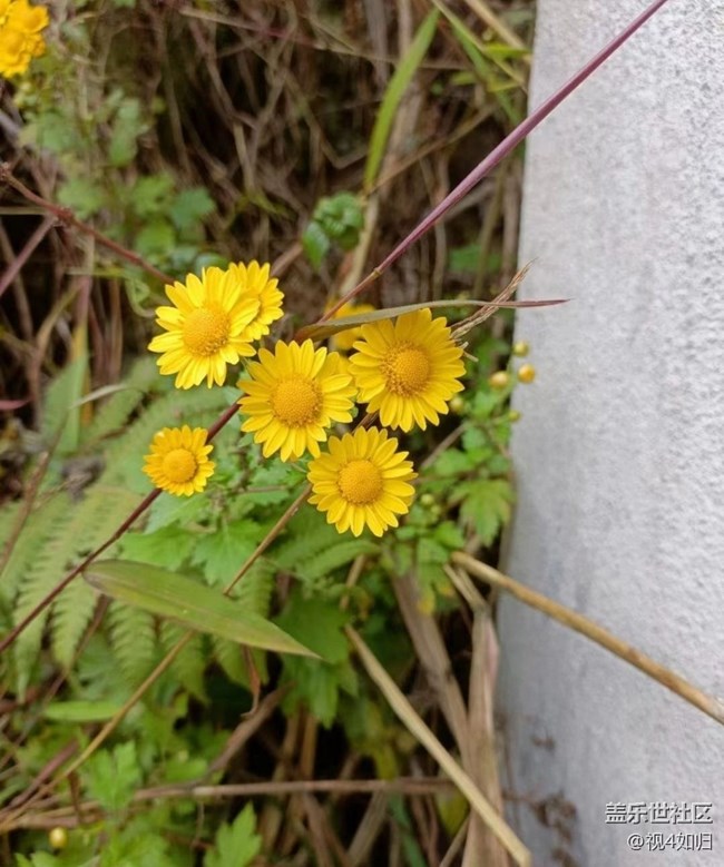 【Galaxy影像】第一期+雛菊