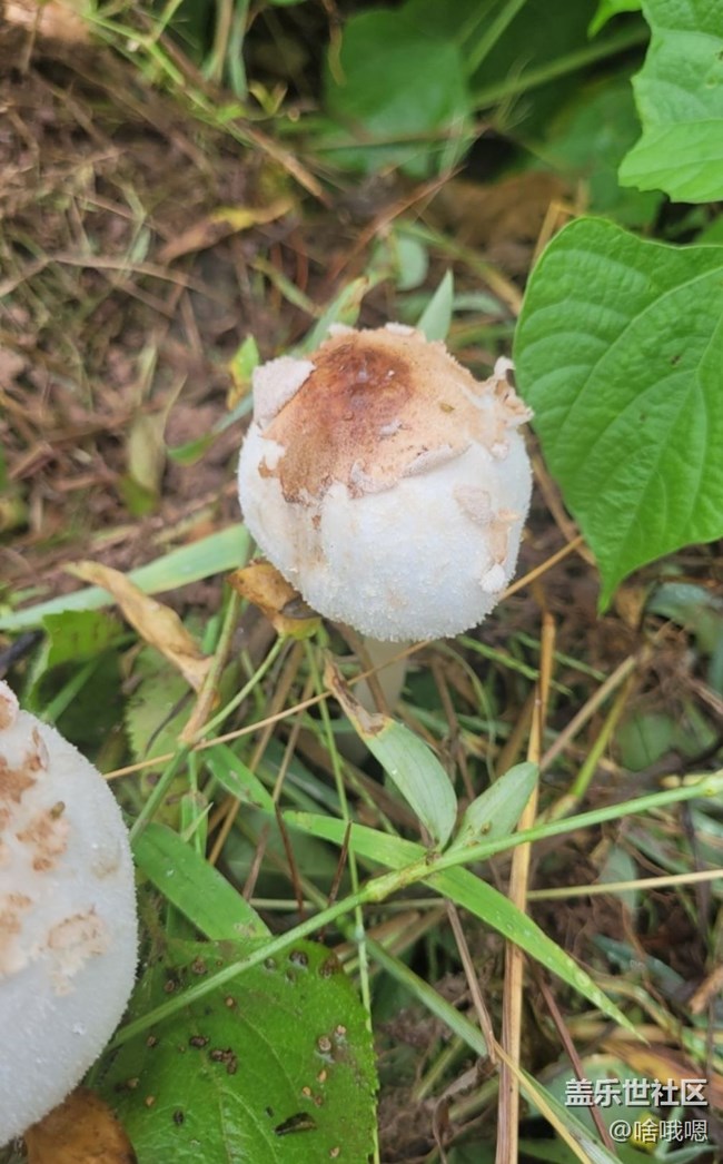 【金色秋天】小蘑菇